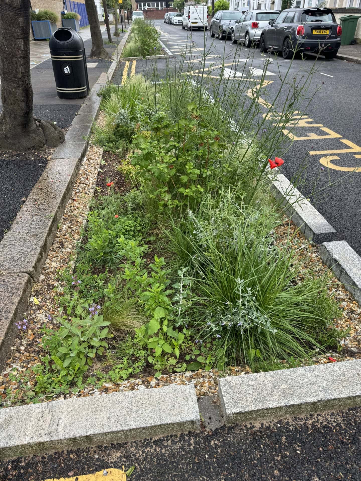 Brooke Road Rain Gardens