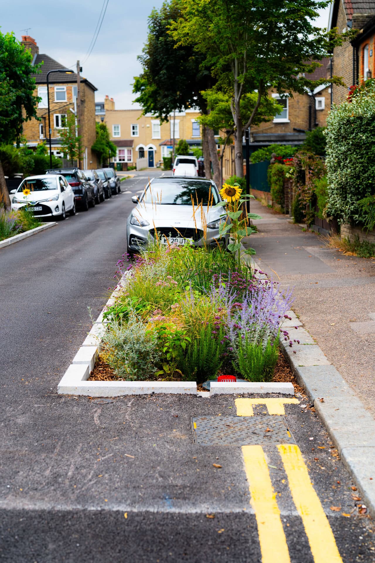 Rain Gardens
