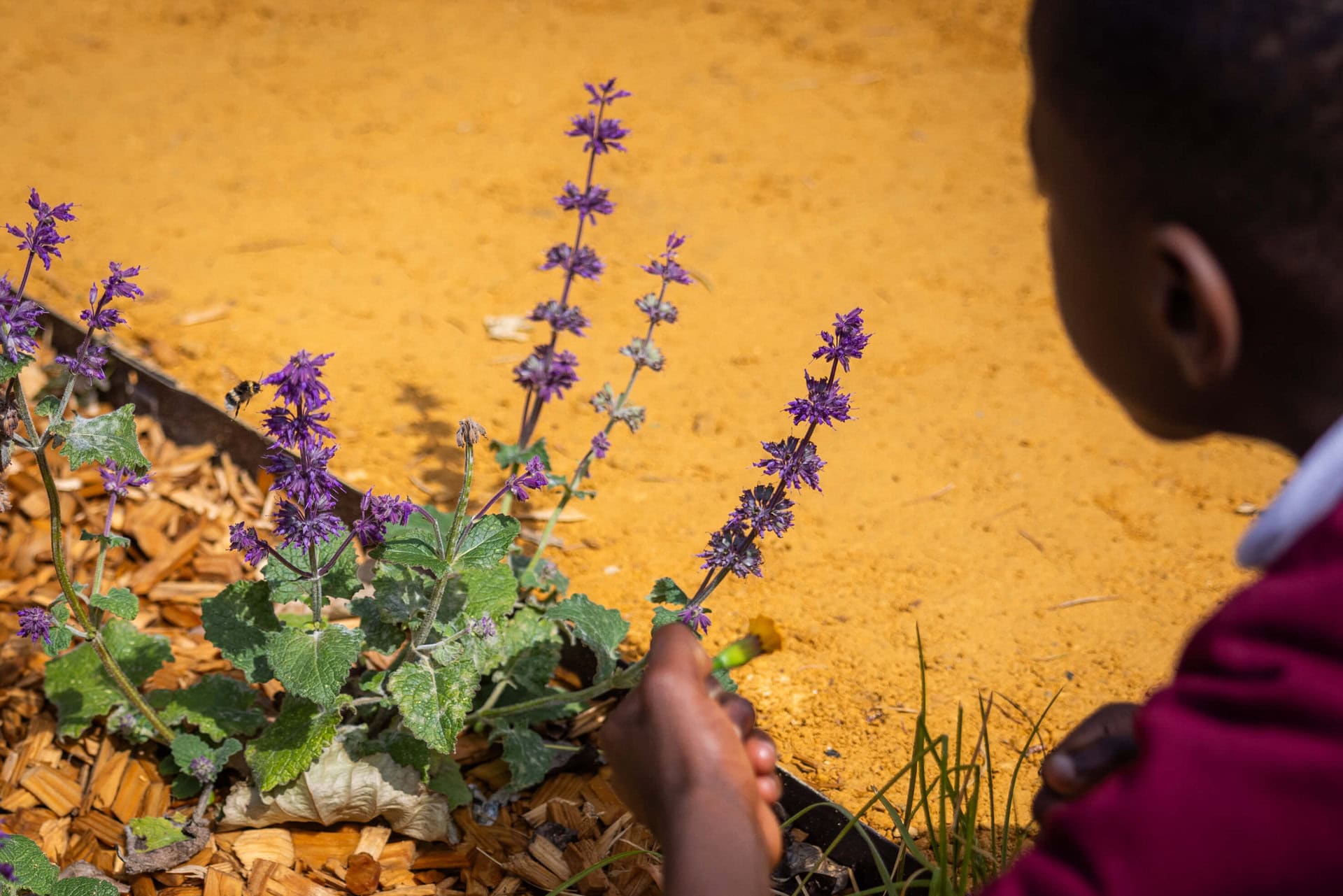 Nature Gardens