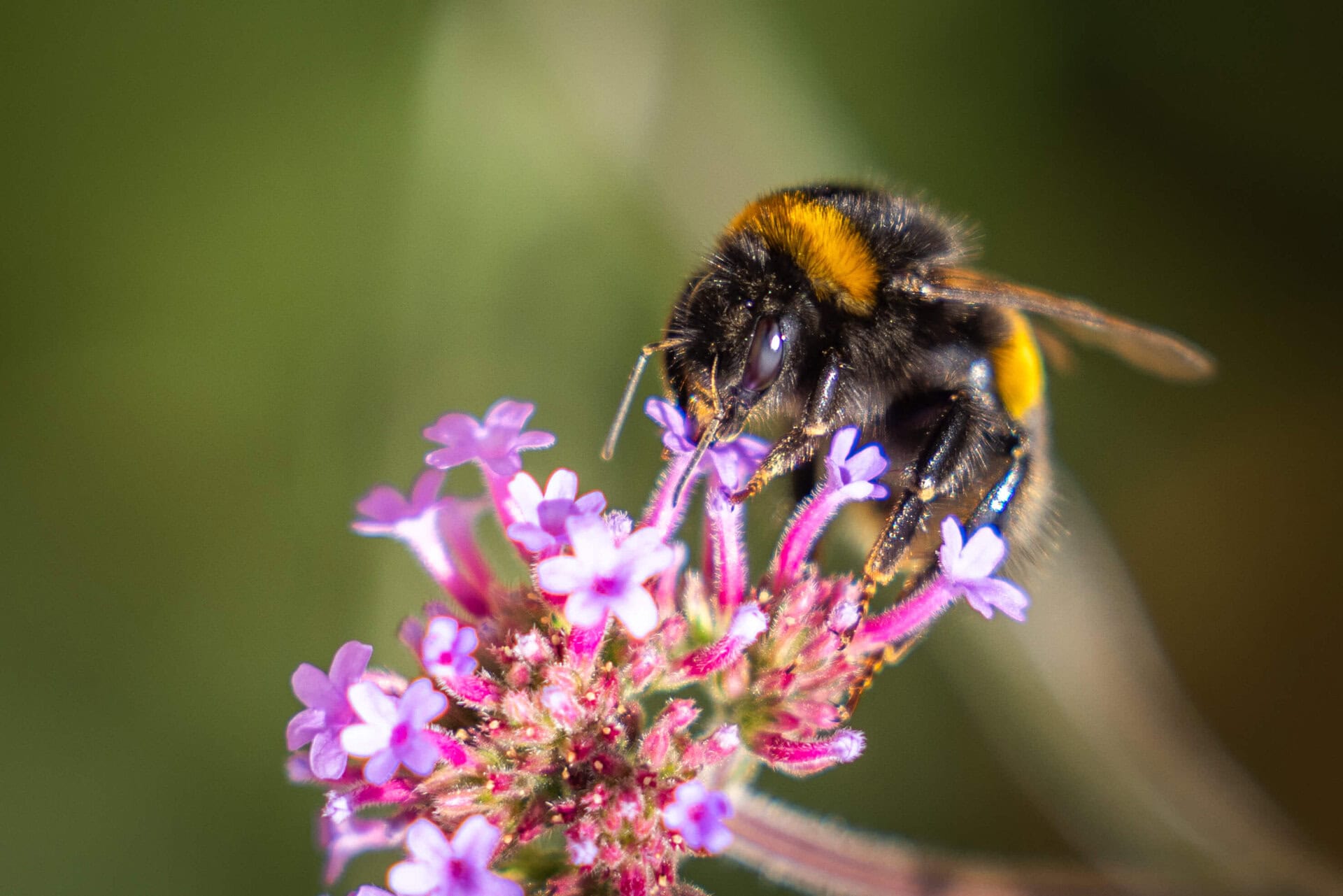 Thornton Heath Nature Garden