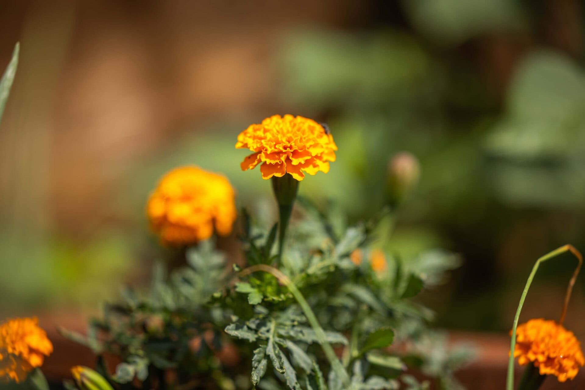Thornton Heath Nature Garden