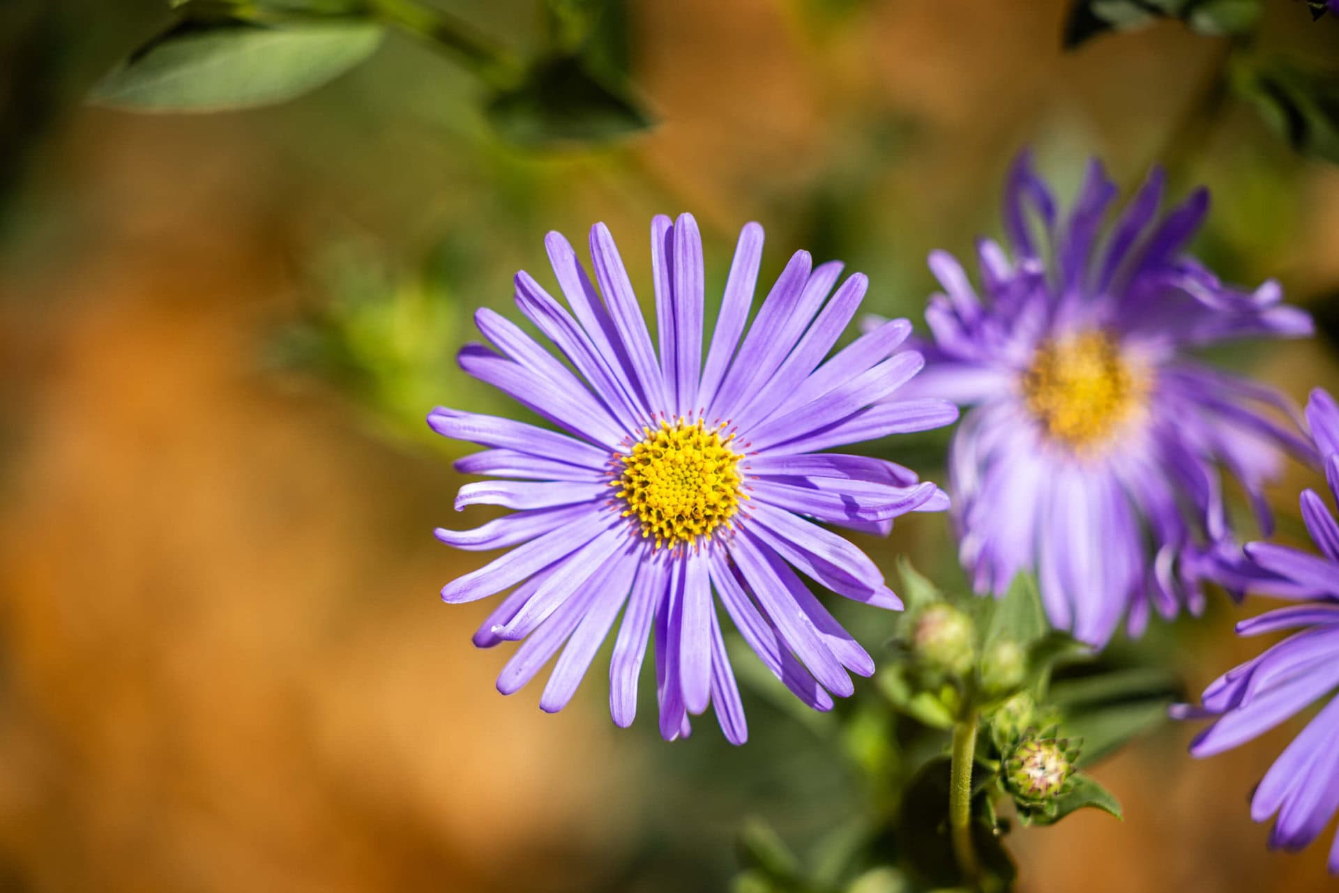 Thornton Heath Nature Garden