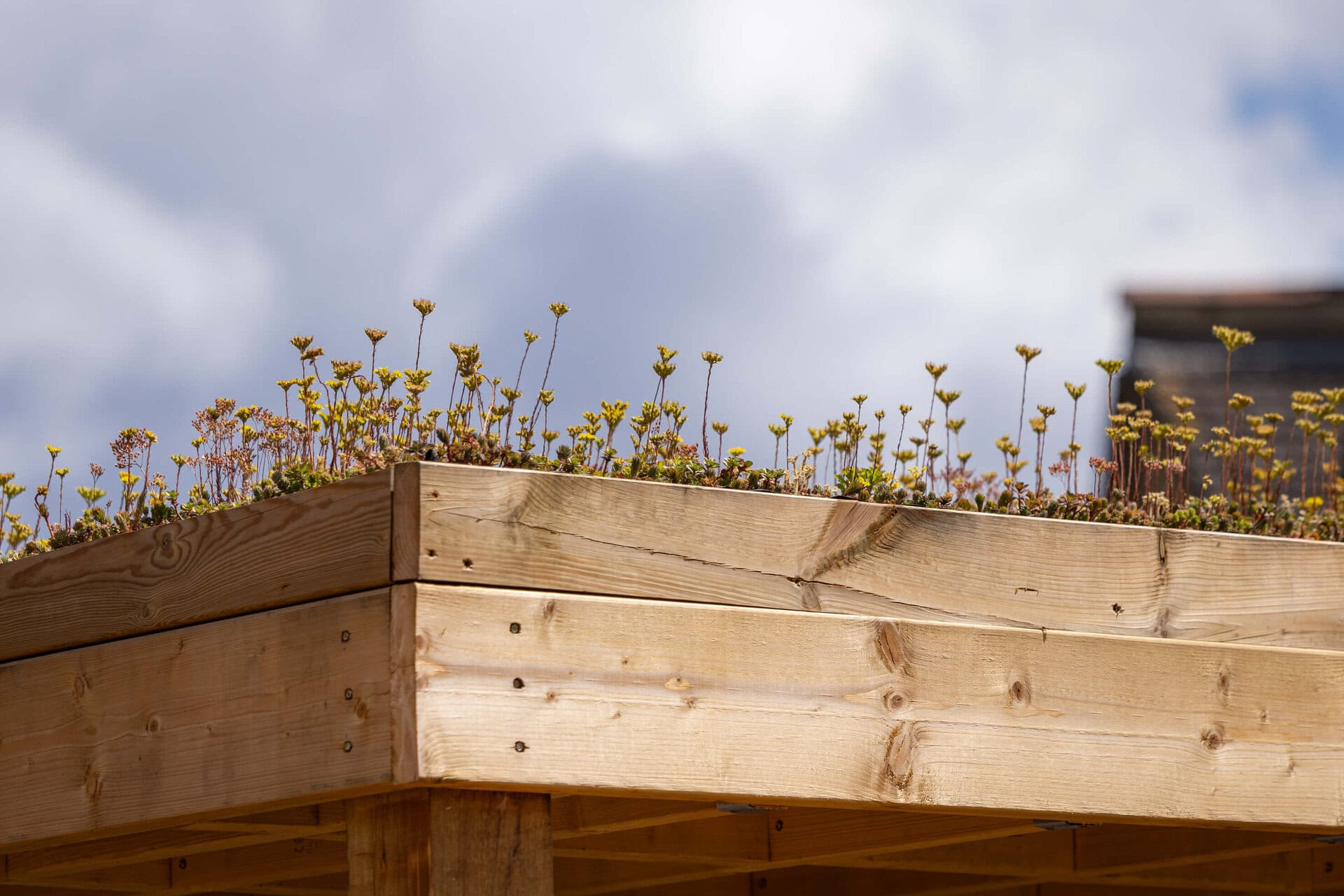 Green Roofs