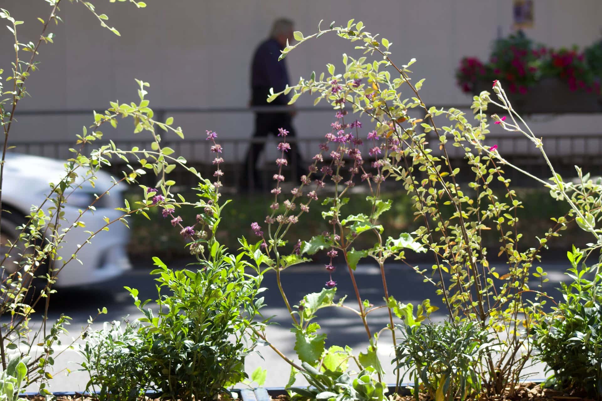 Walton Parklet and Street Furniture