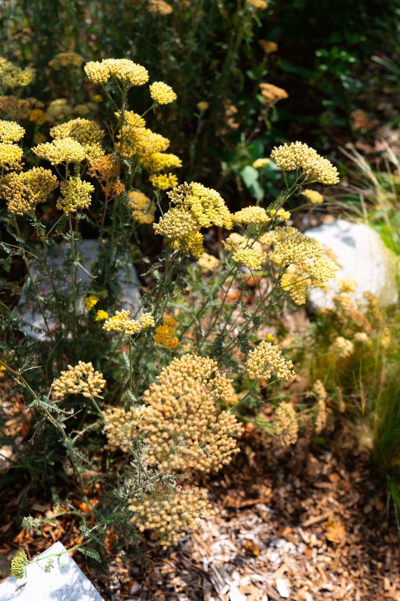 Juniper Pocket Park