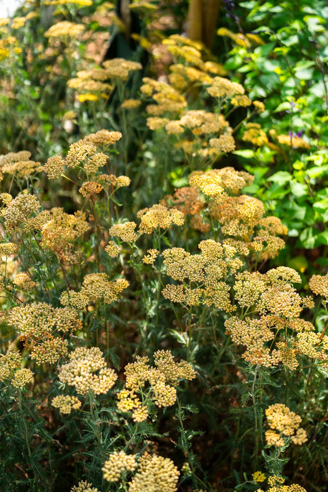 Juniper Pocket Park