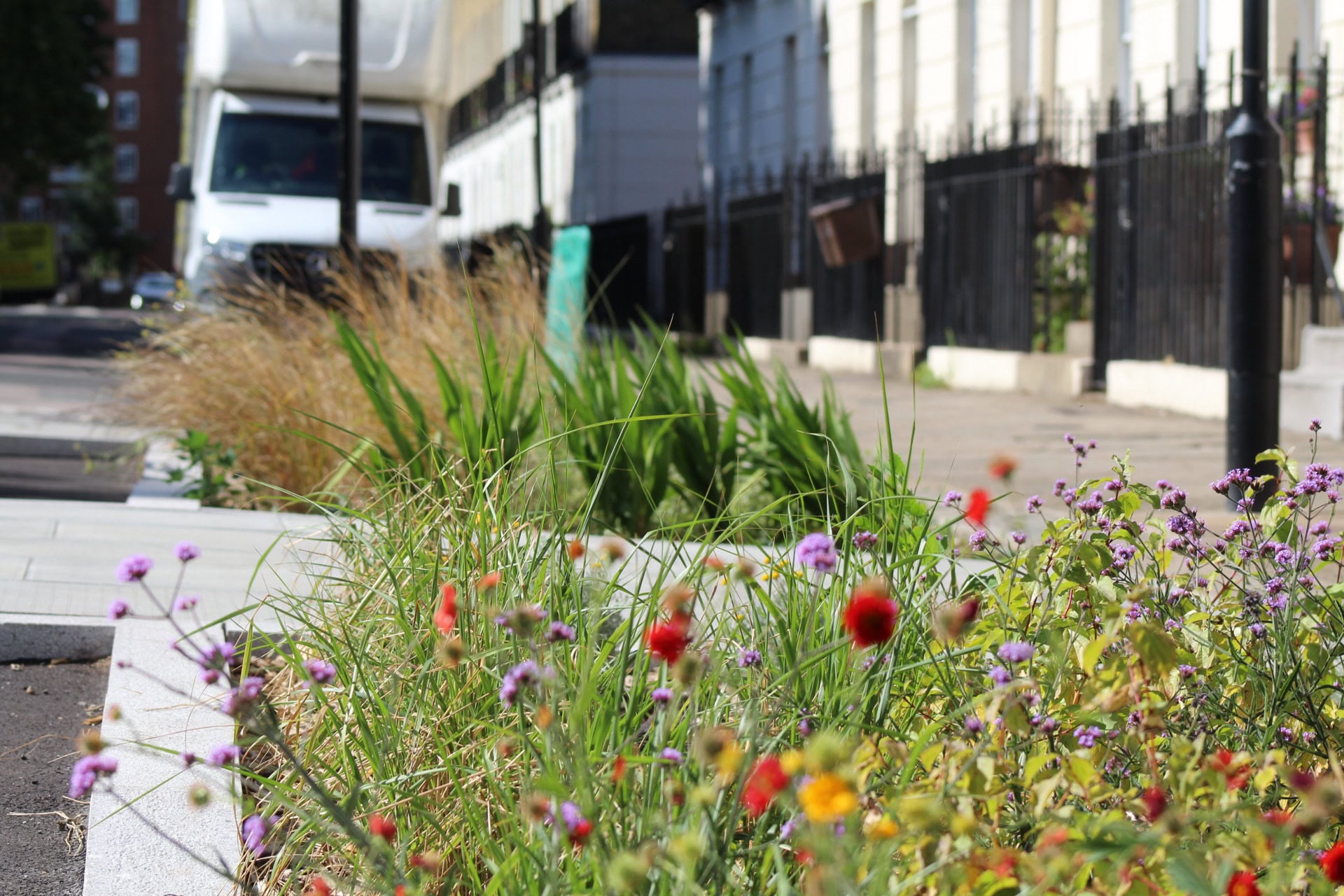 Rain Gardens