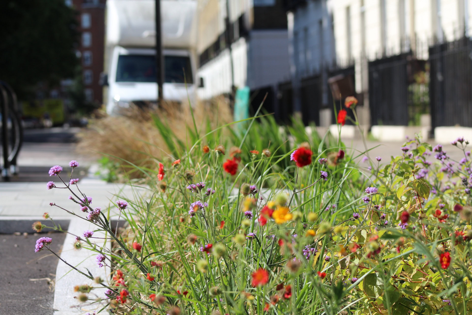 Somers Town Rain Gardens