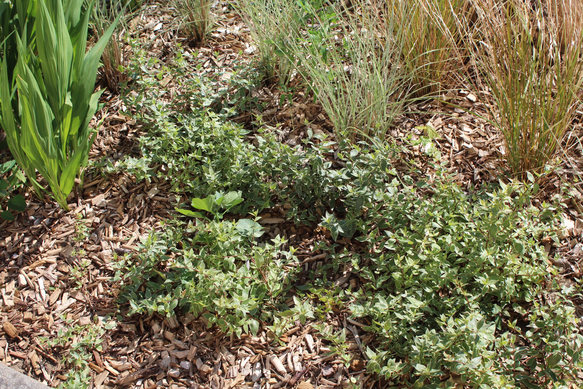 Somers Town Rain Gardens