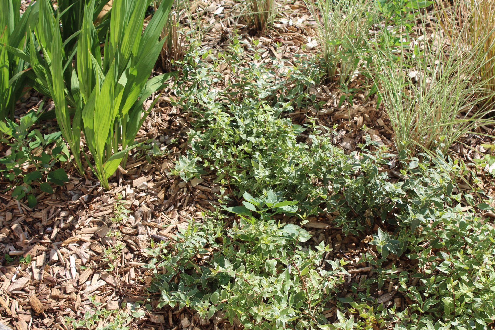 Somers Town Rain Gardens