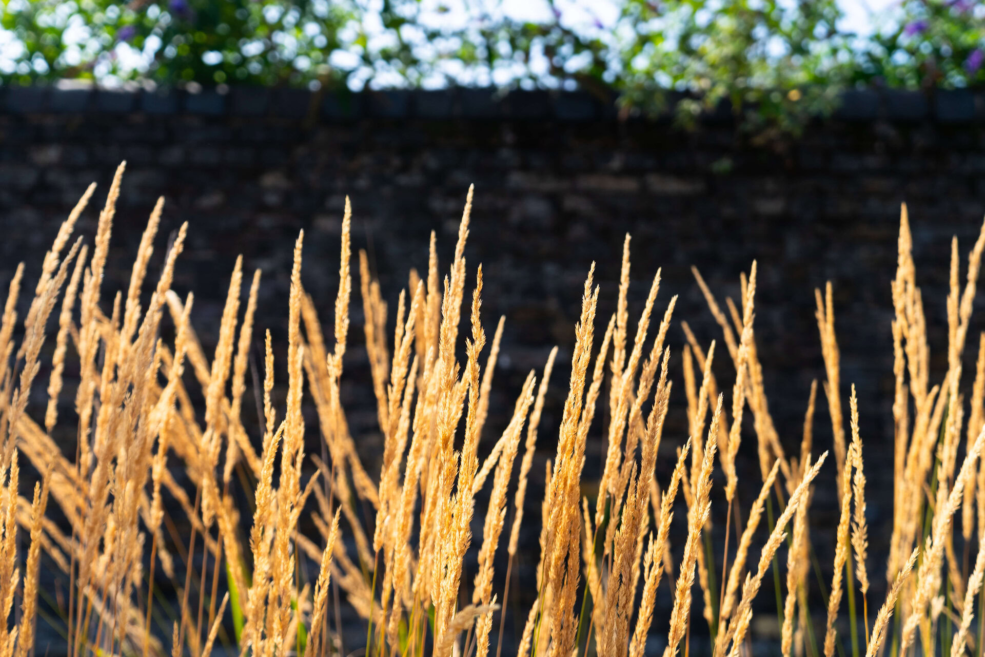 Forest Road Rain Gardens