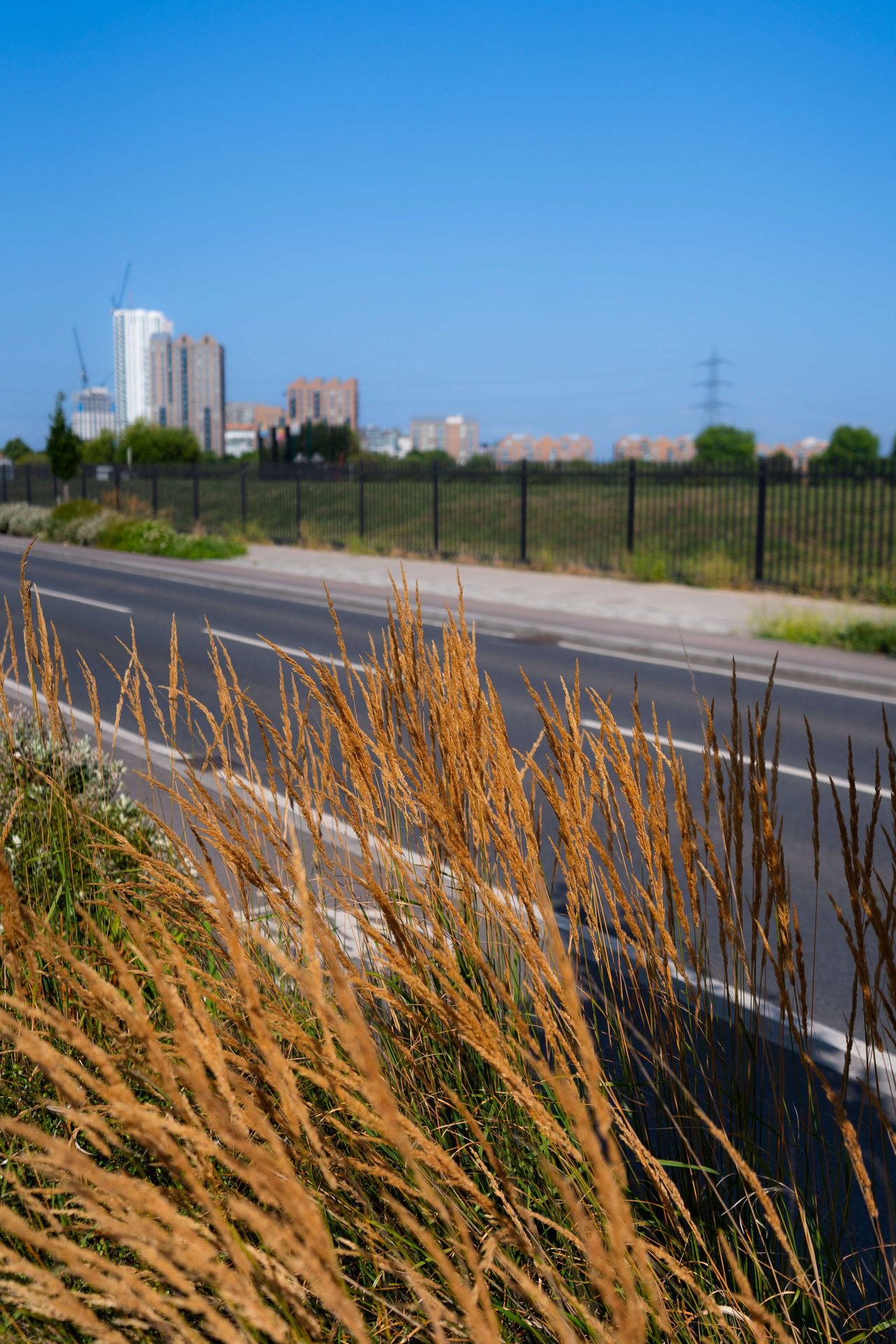 Forest Road Rain Gardens