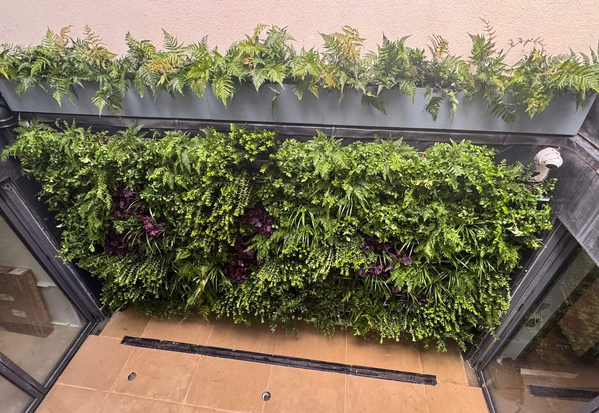 Ennismore Mews Living Wall