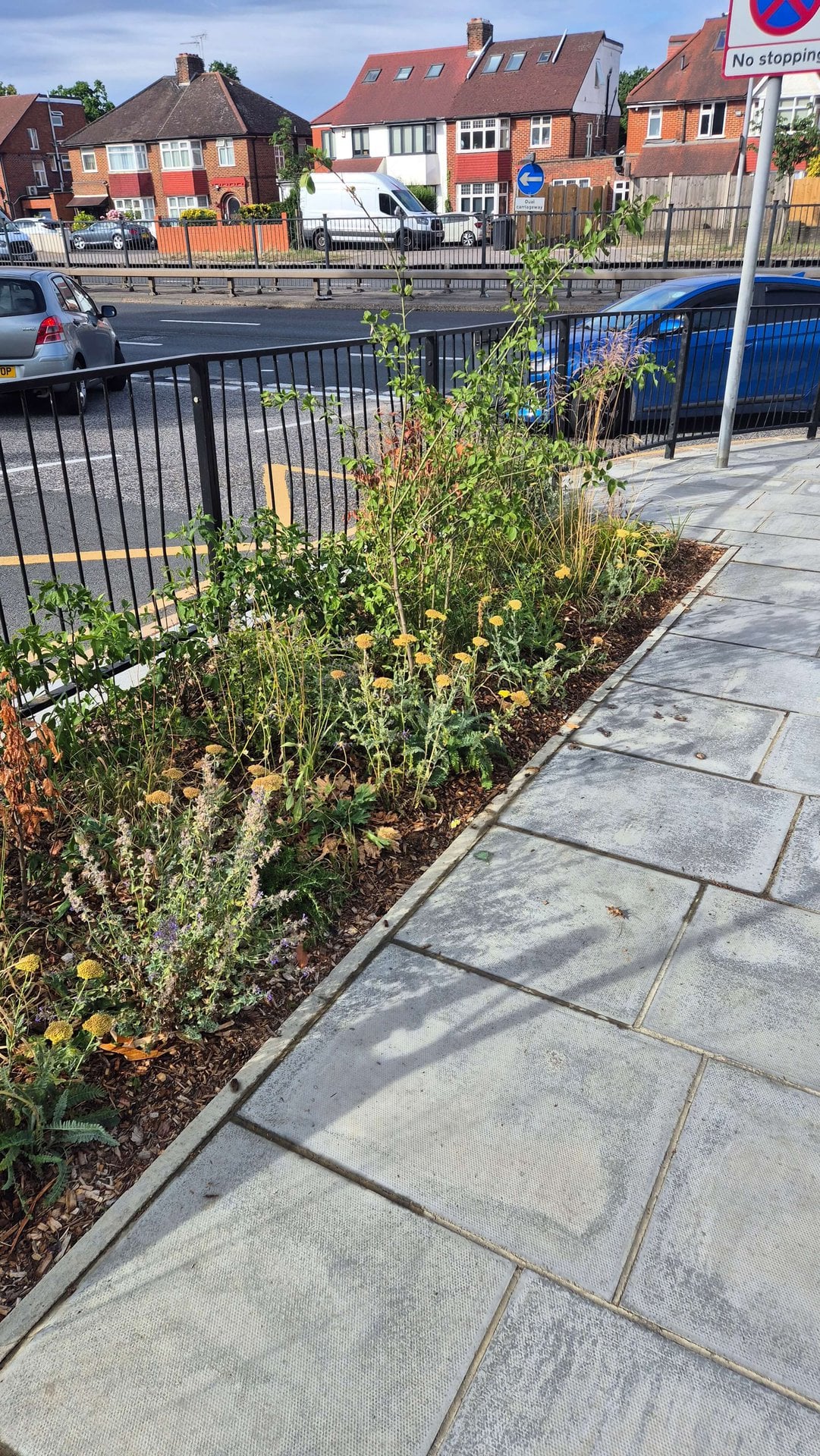 Wessex Gardens School SuDS