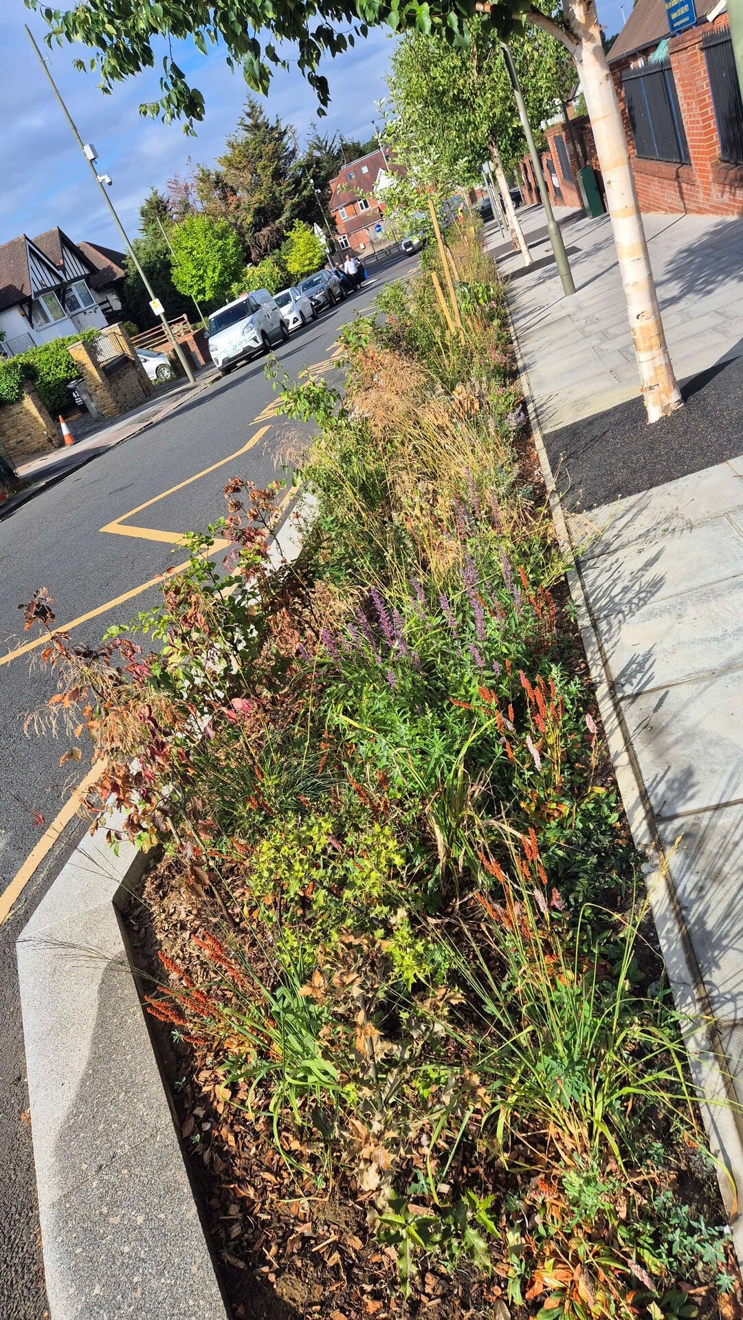 Wessex Gardens School SuDS