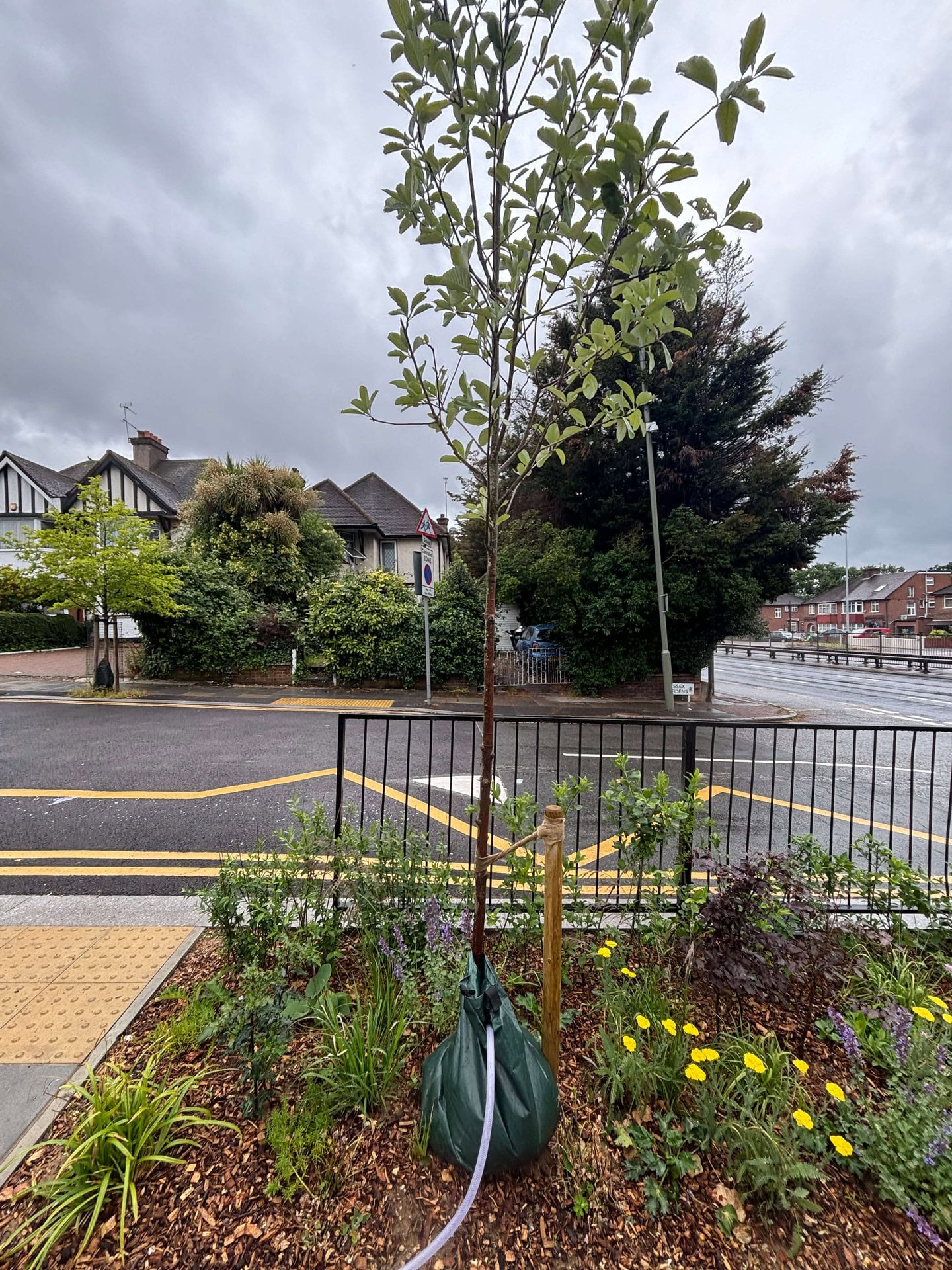 Wessex Gardens School SuDS