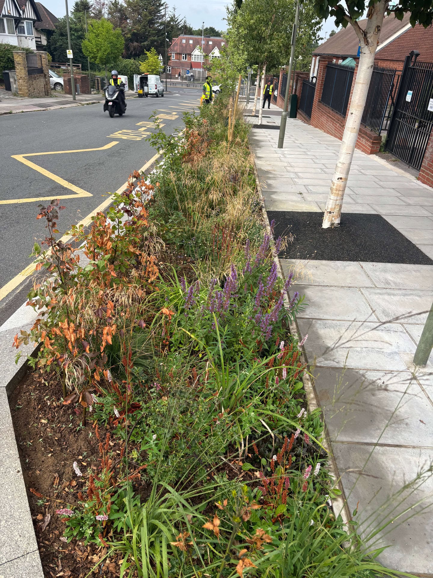 Wessex Gardens School SuDS