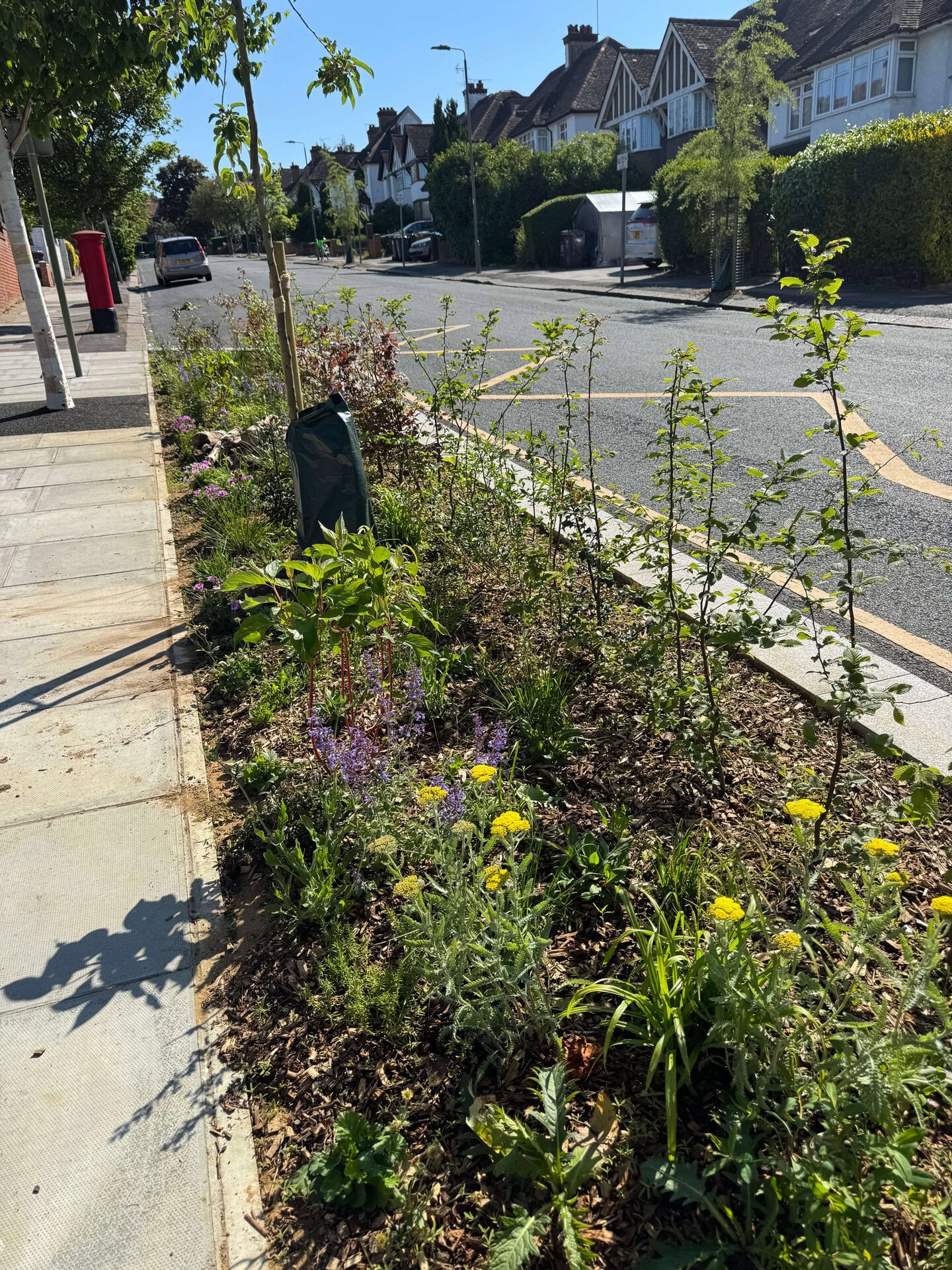 Rain Gardens