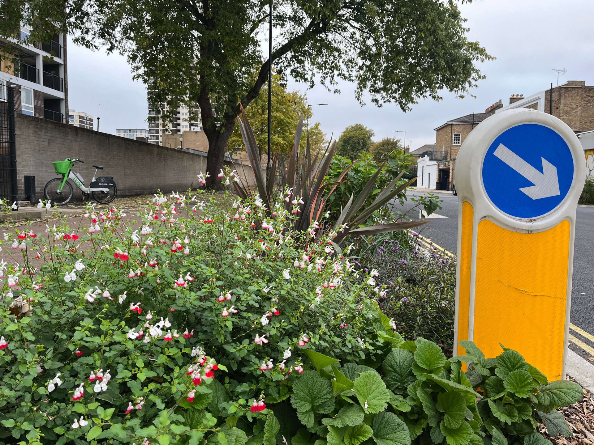 Downham Road Rain Gardens