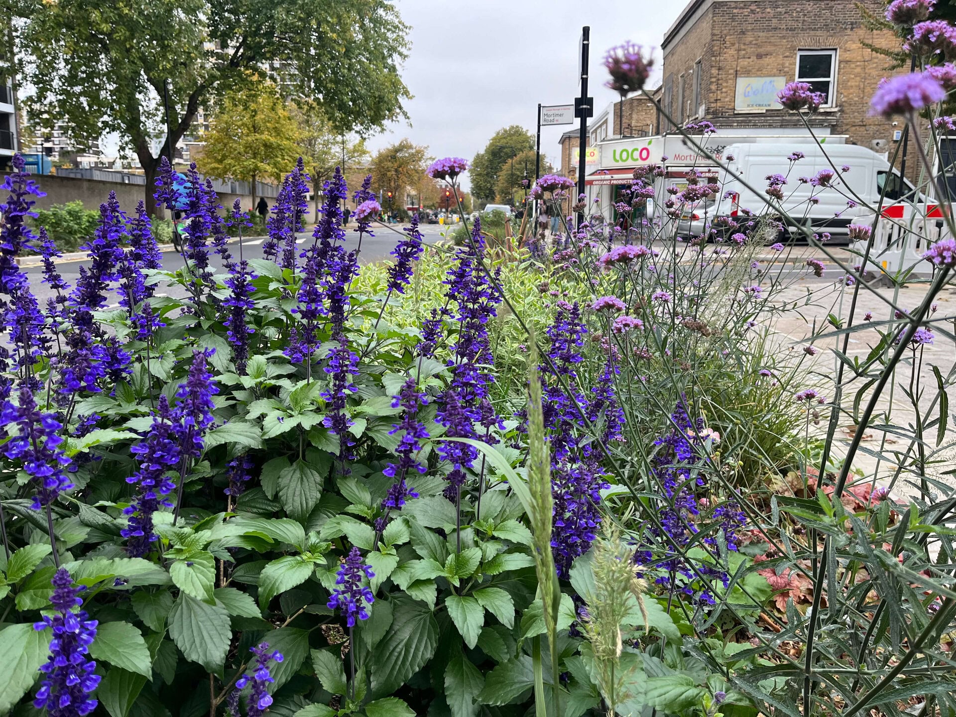 Downham Road Rain Gardens