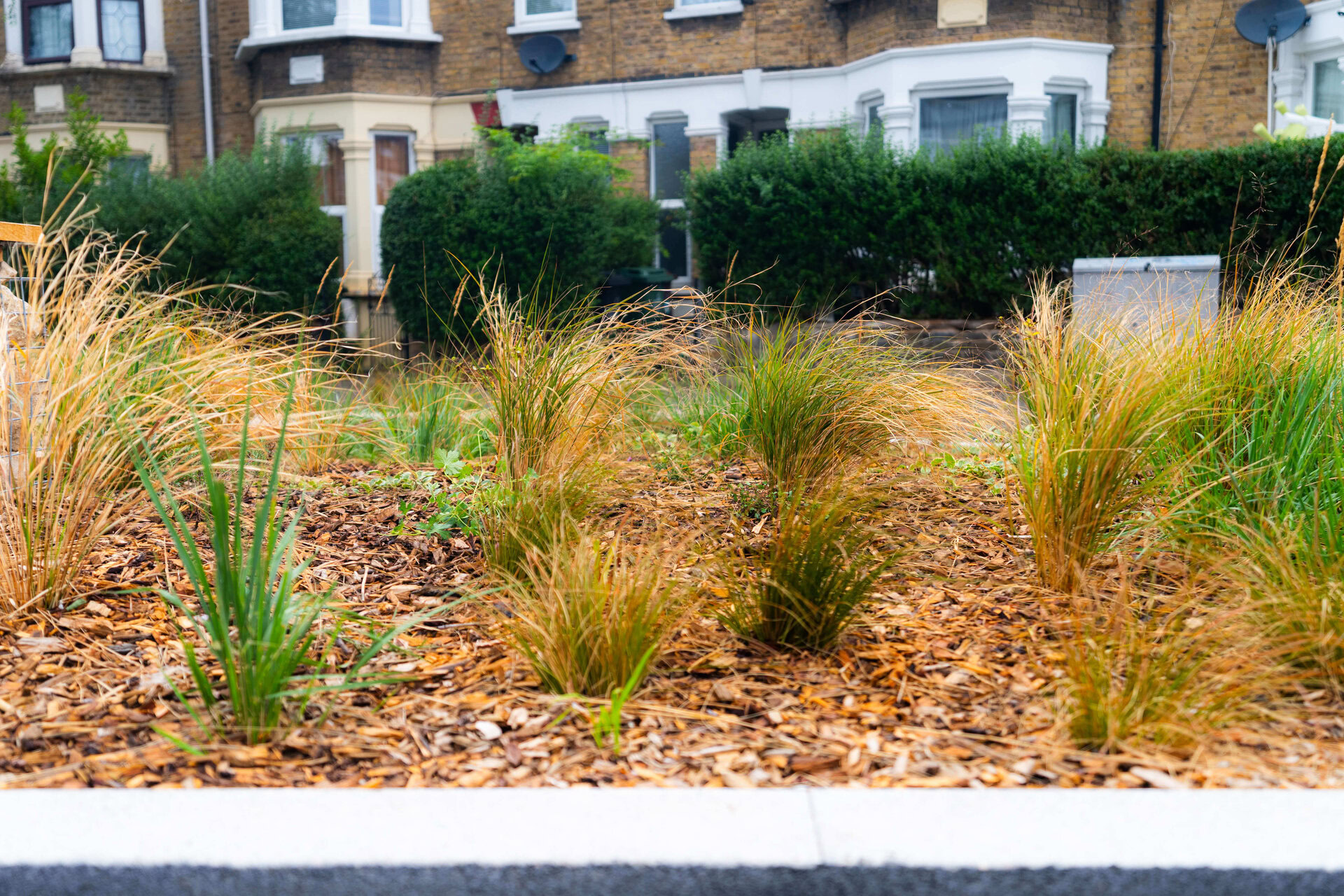 Scotts and Morley Road Rain Gardens