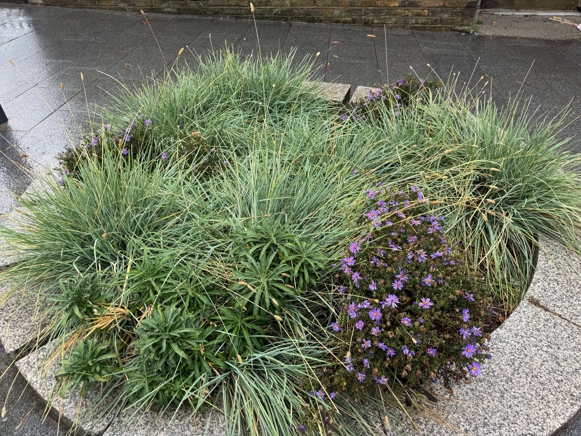 Cairo Place Rain Gardens