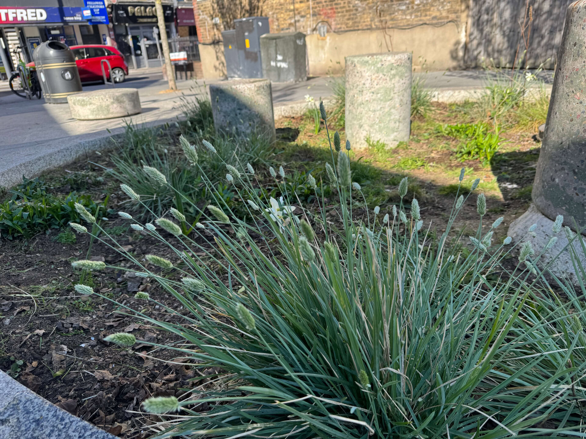 Cairo Place Rain Gardens