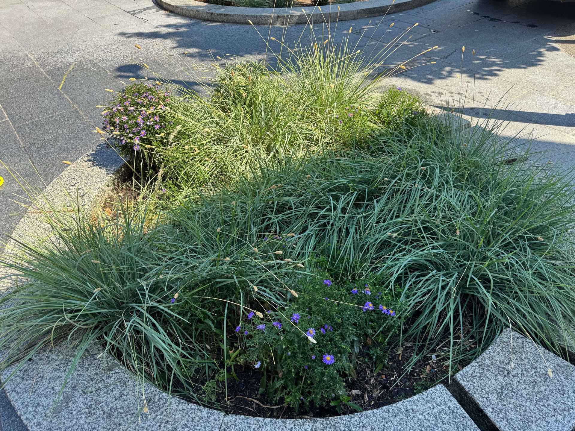 Cairo Place Rain Gardens