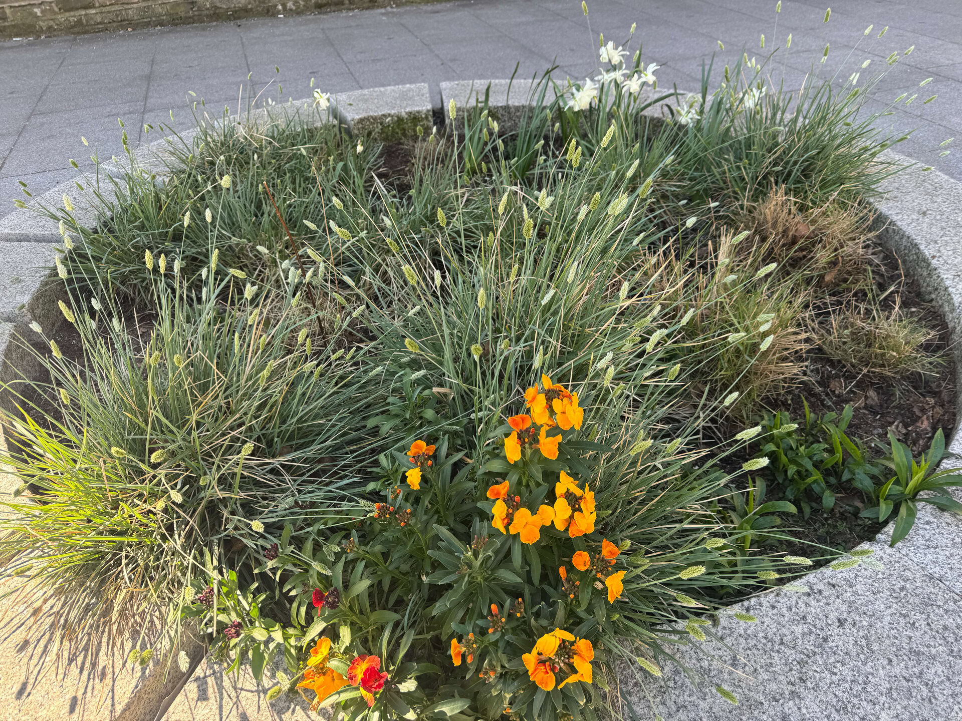 Cairo Place Rain Gardens