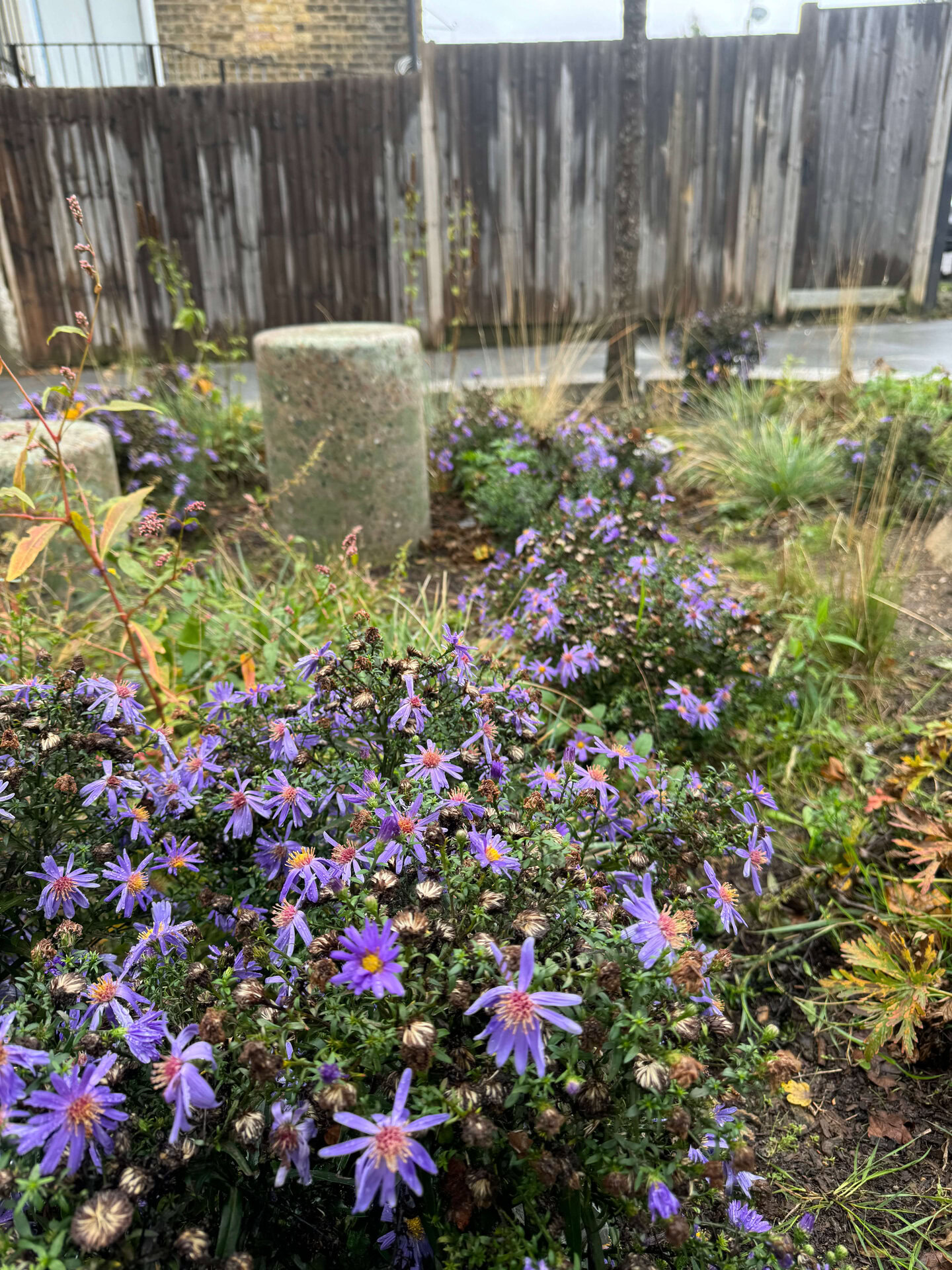 Cairo Place Rain Gardens