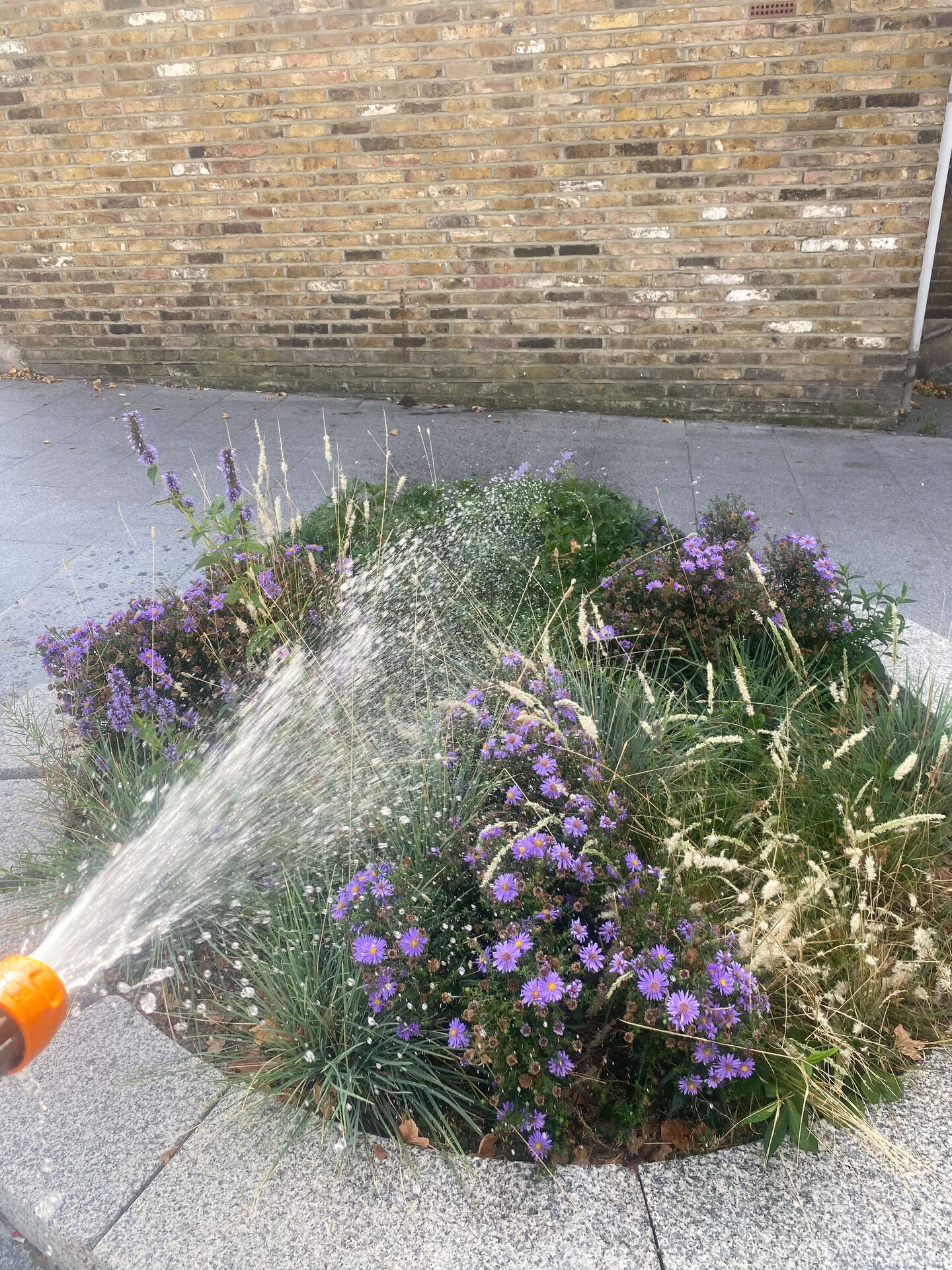 Cairo Place Rain Gardens