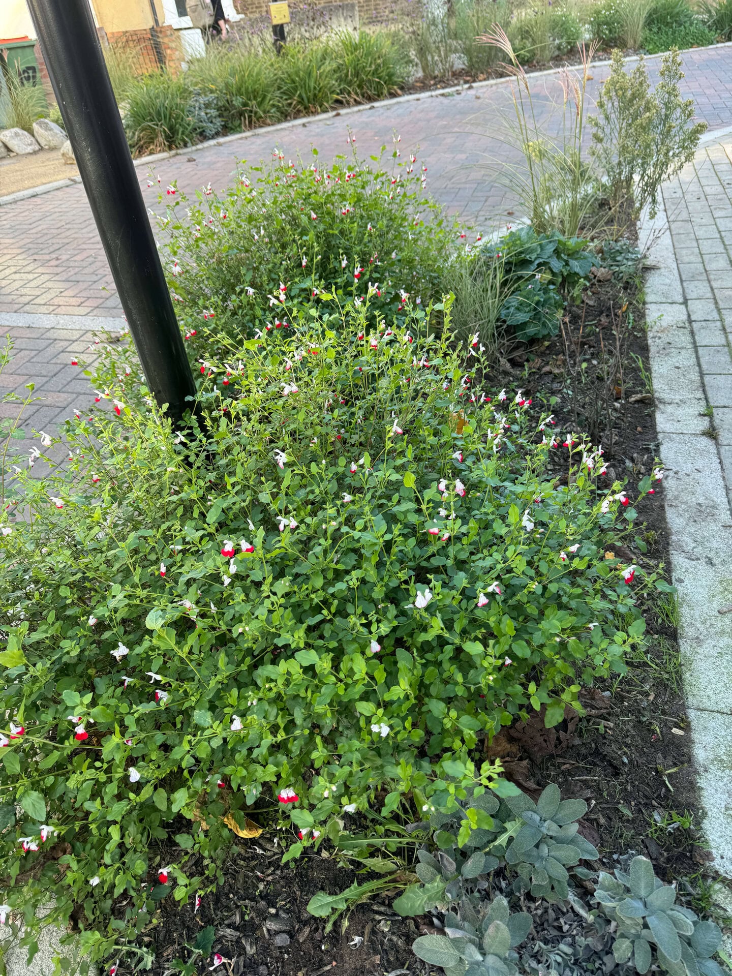 Keogh Road Rain Gardens