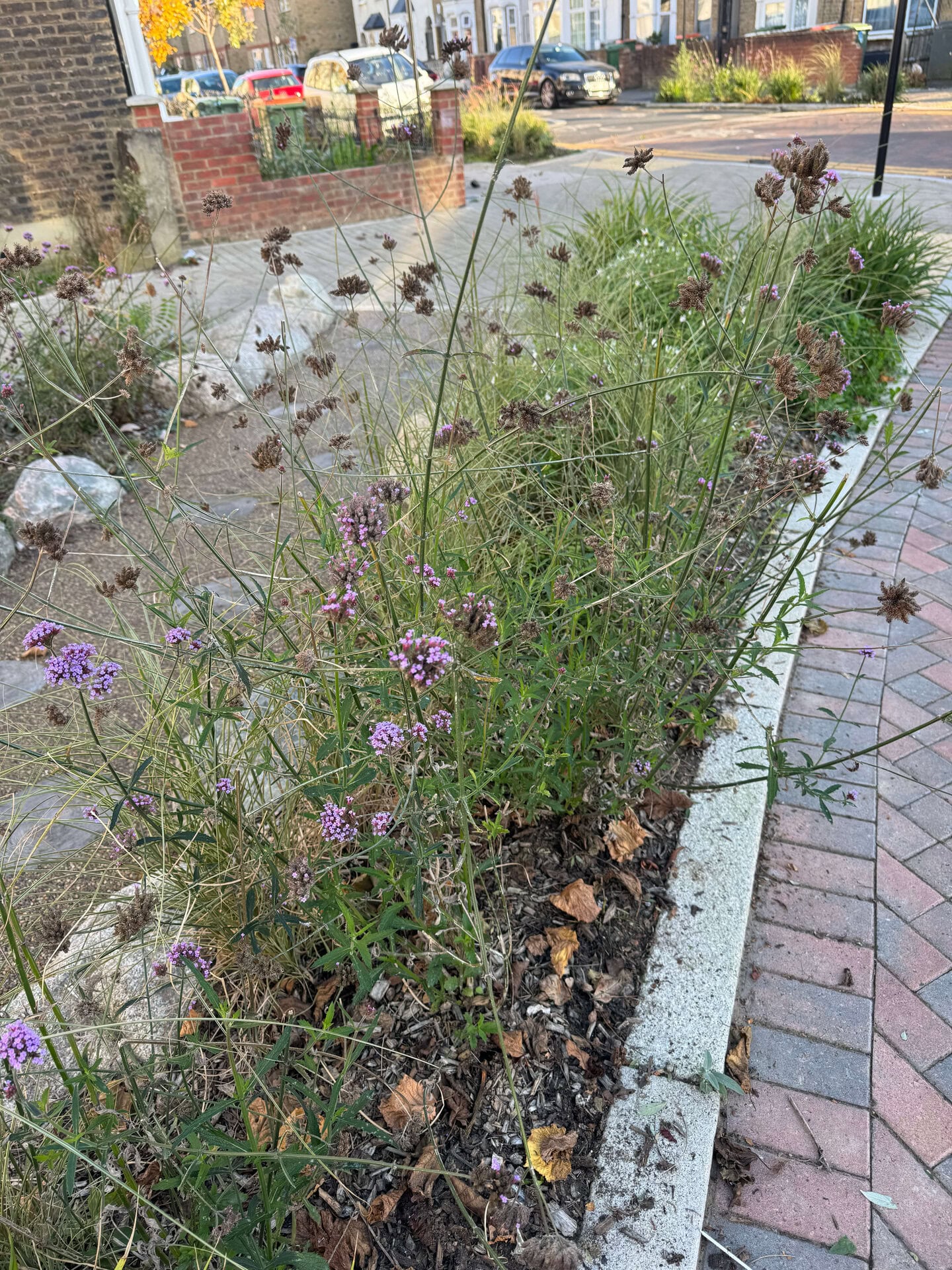 Keogh Road Rain Gardens
