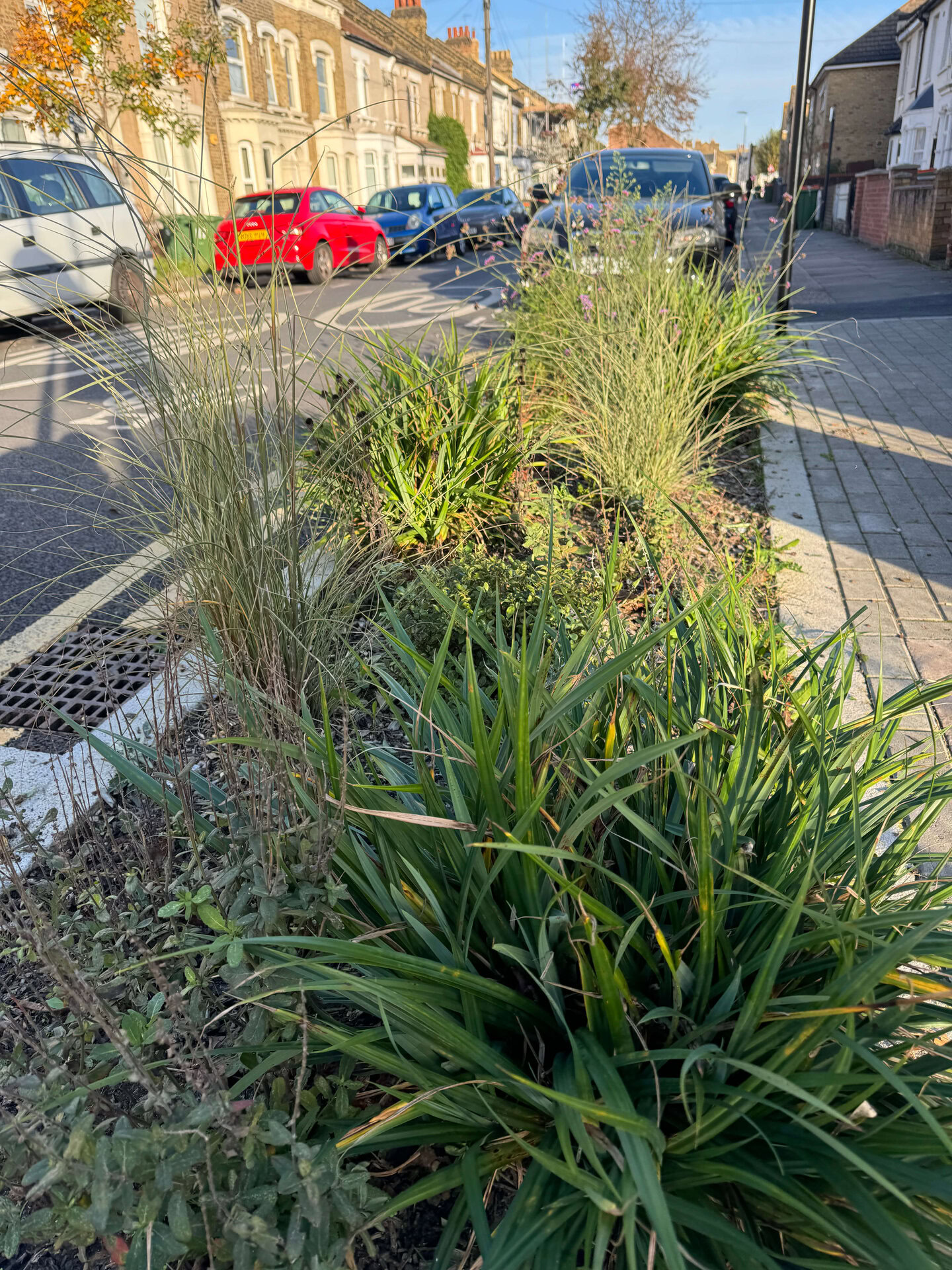 Keogh Road Rain Gardens