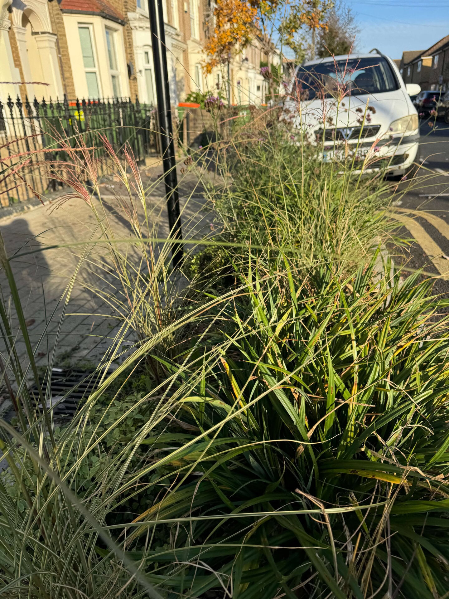 Keogh Road Rain Gardens