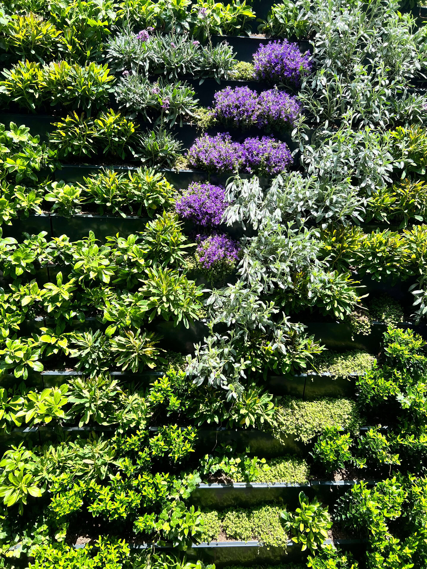 Islington Residential Living Wall