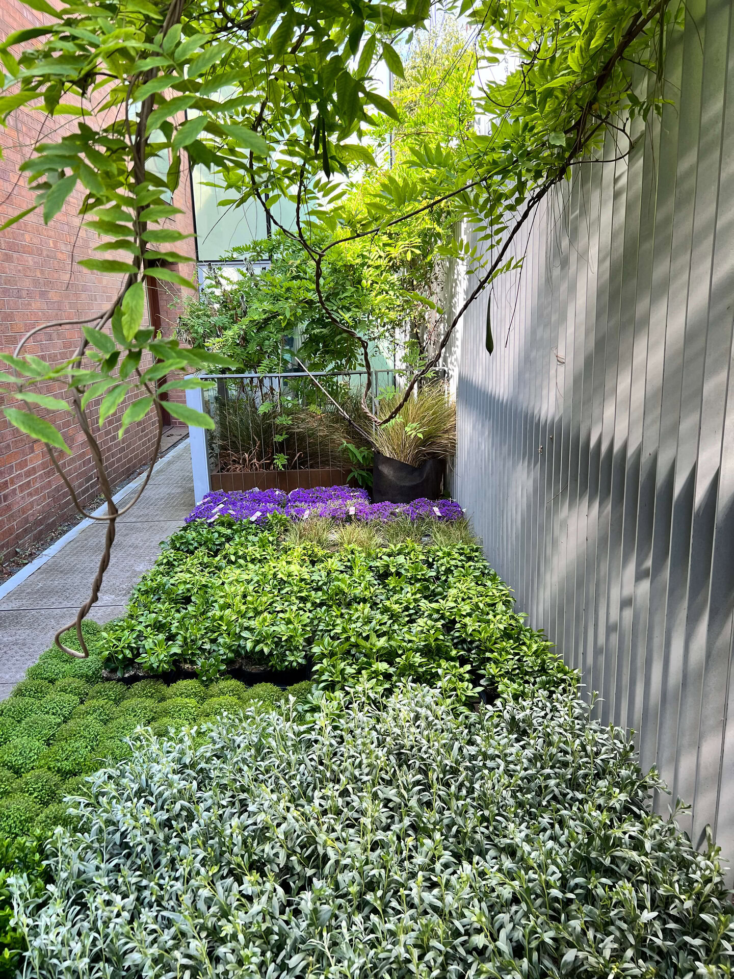 Islington Residential Living Wall
