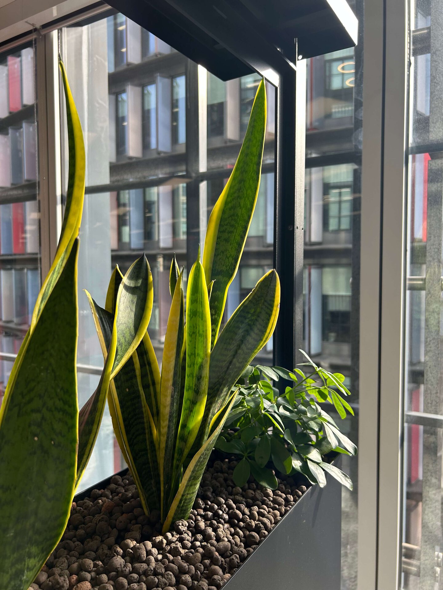 Simon Kucher Office Planting