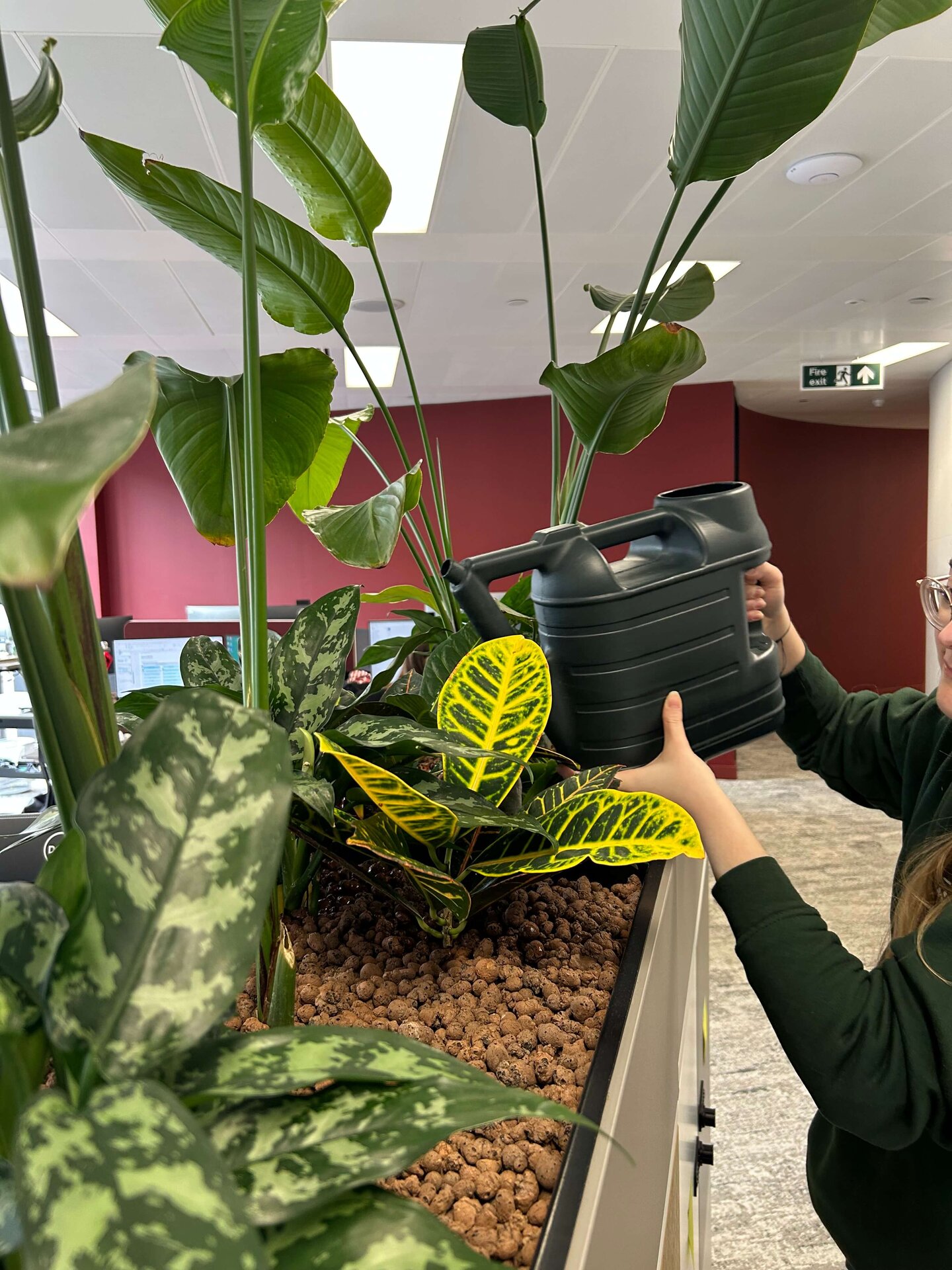 Simon Kucher Office Planting