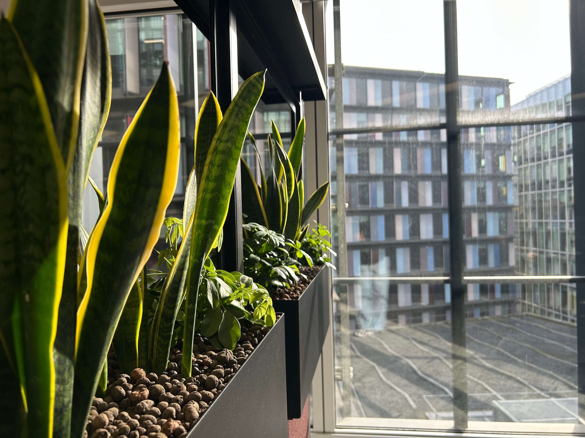 Simon Kucher Office Planting