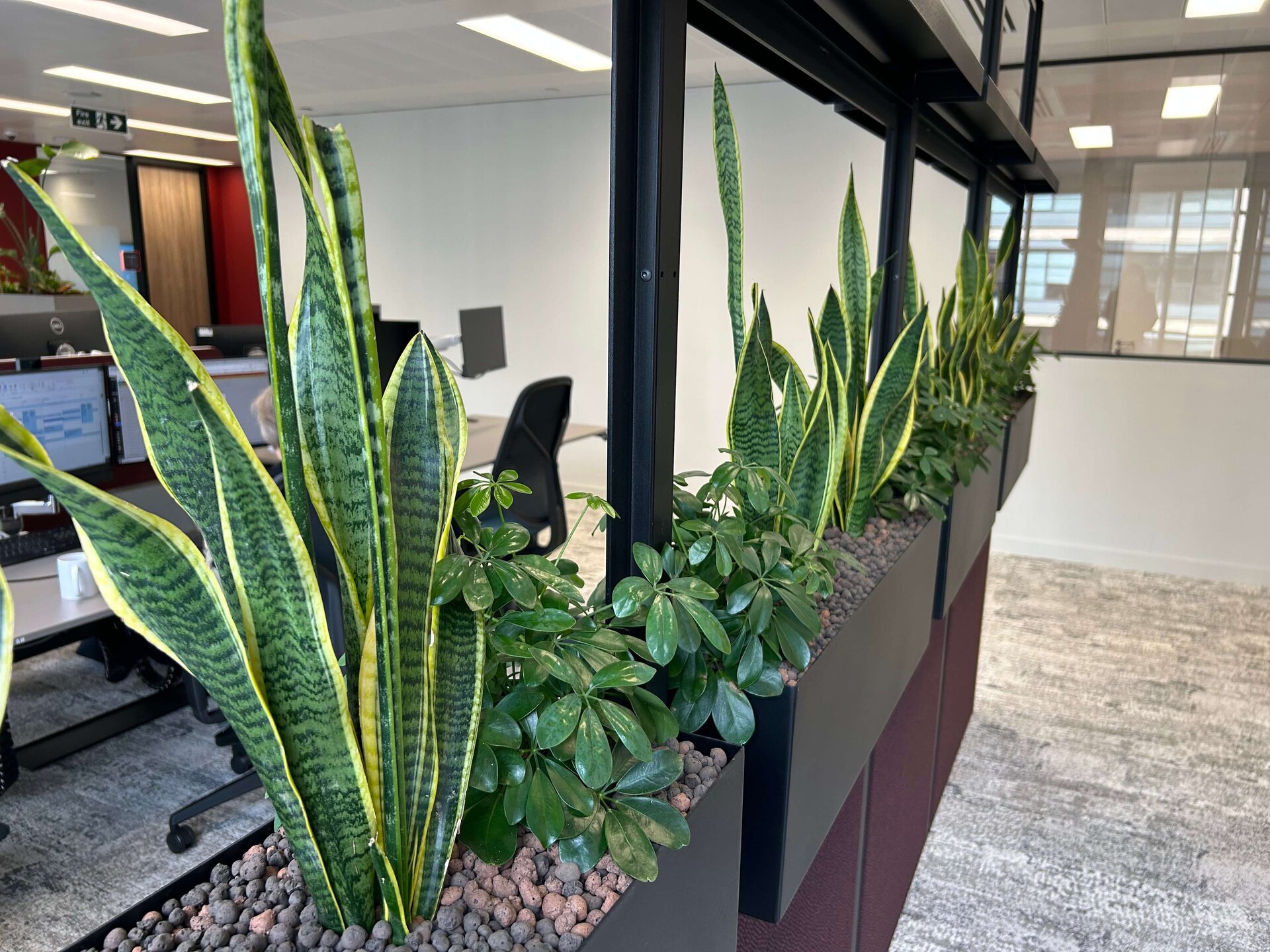Simon Kucher Office Planting