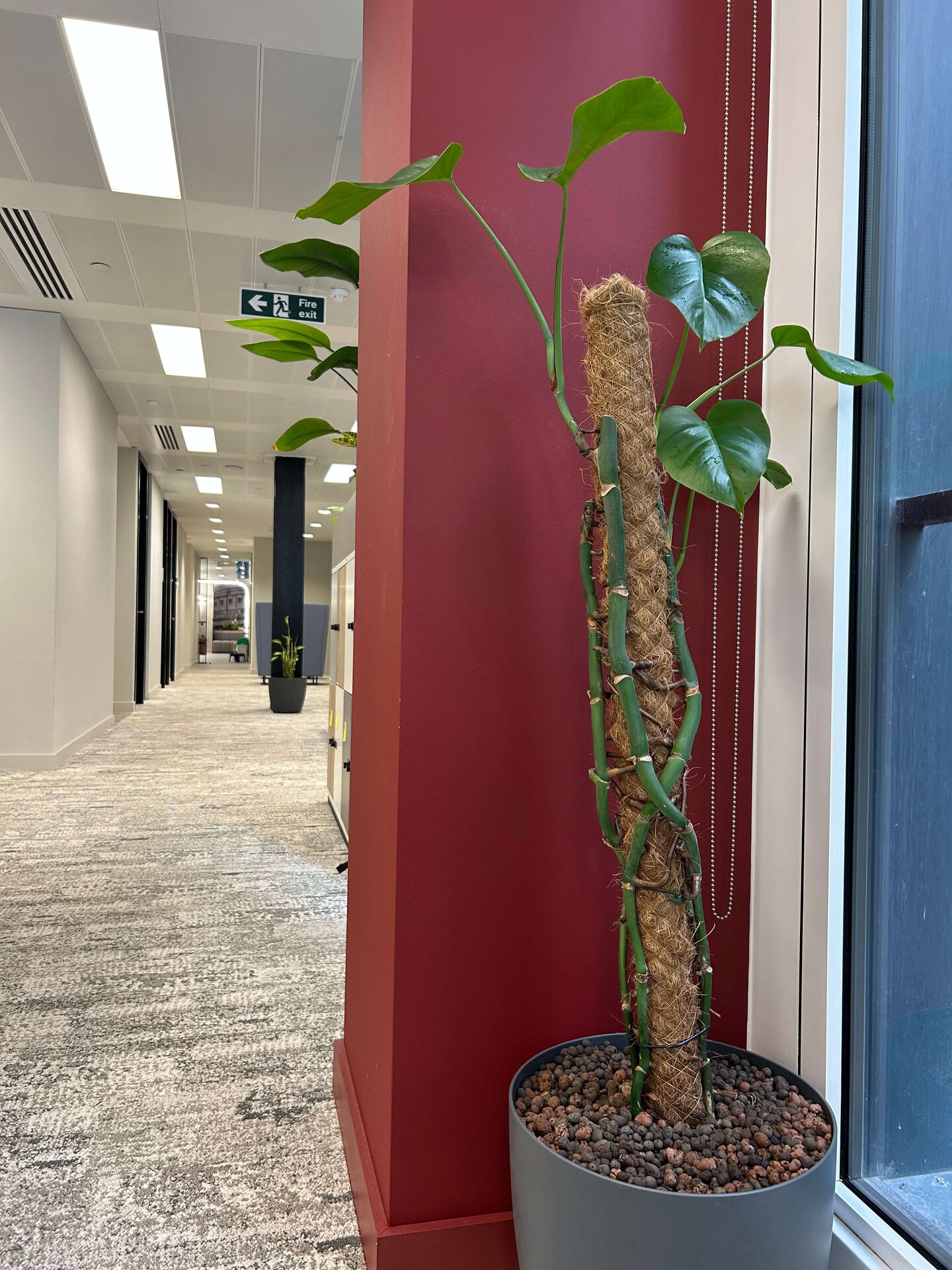 Simon Kucher Office Planting