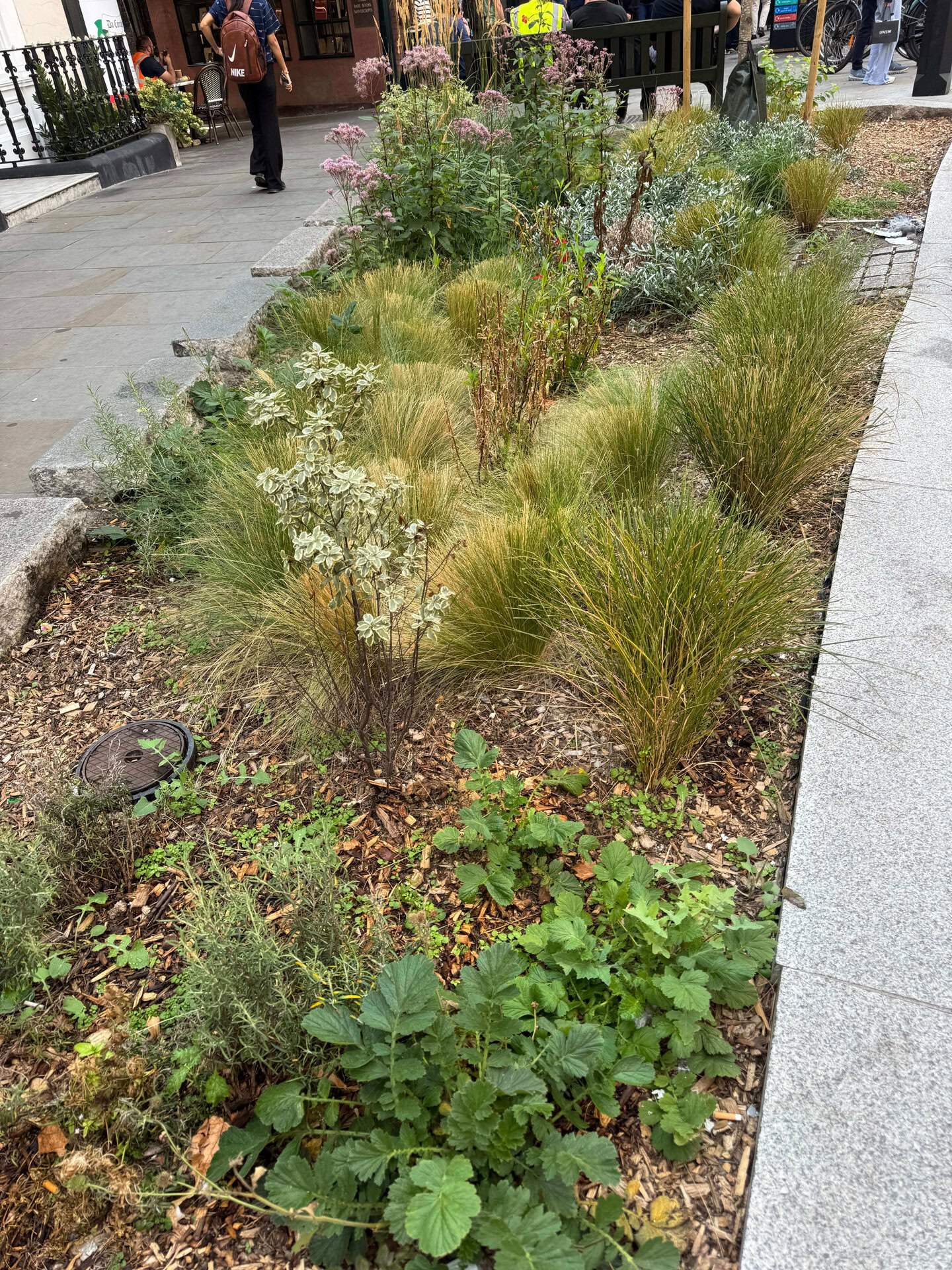 Shepherd Market Rain Gardens