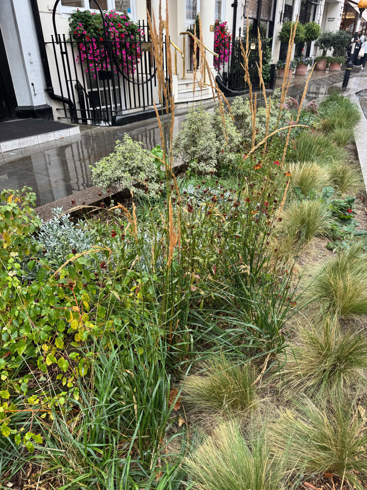 Shepherd Market Rain Gardens