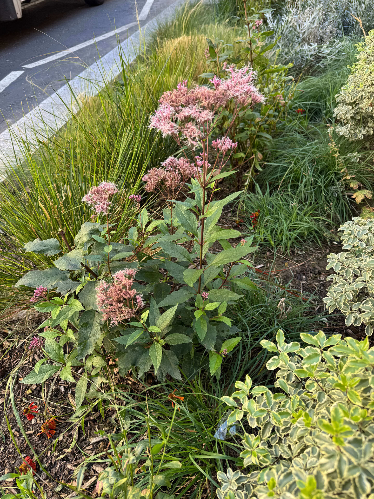 Shepherd Market Rain Gardens