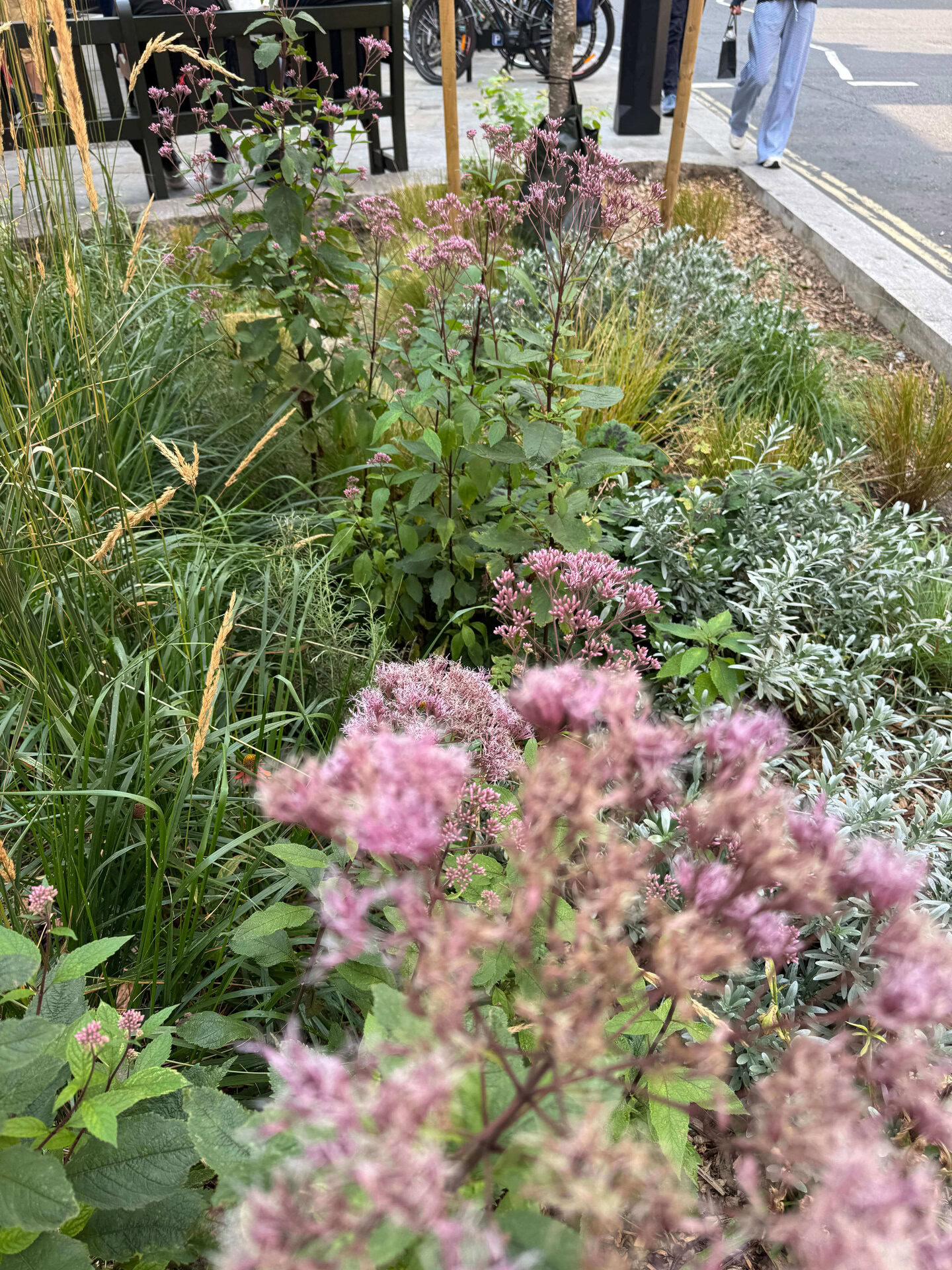 Shepherd Market Rain Gardens
