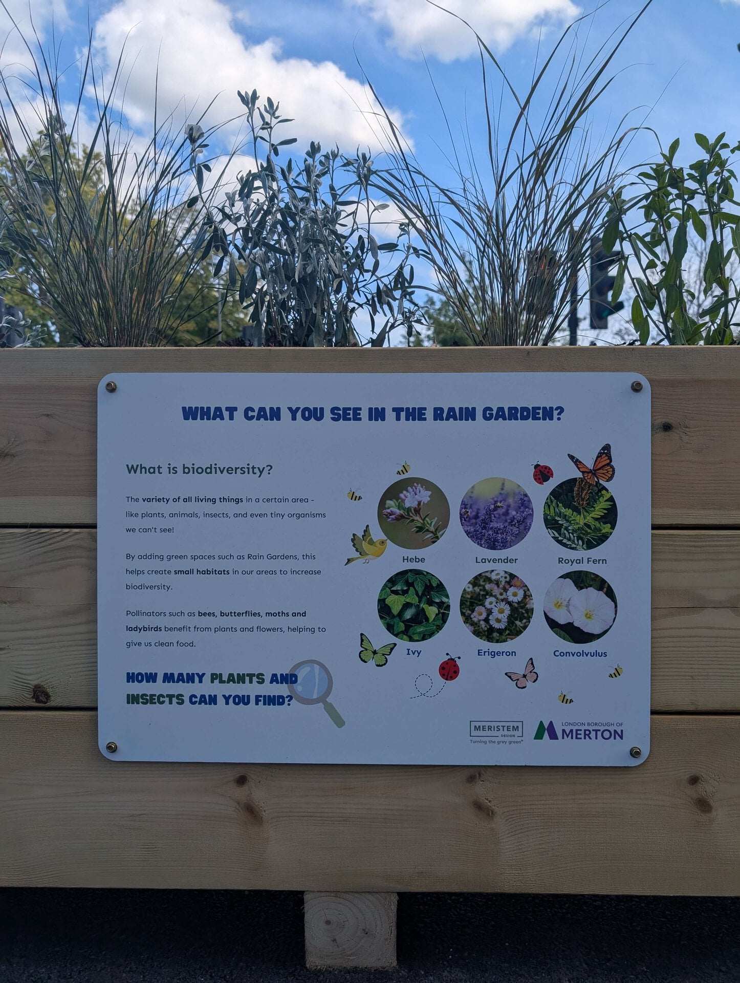 Lower Green West Rain Garden