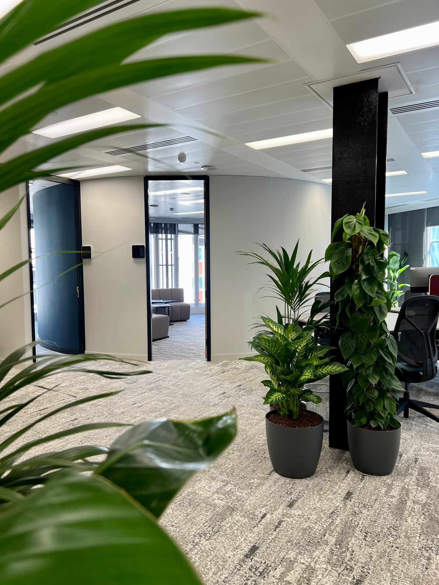 Simon Kucher Office Planting