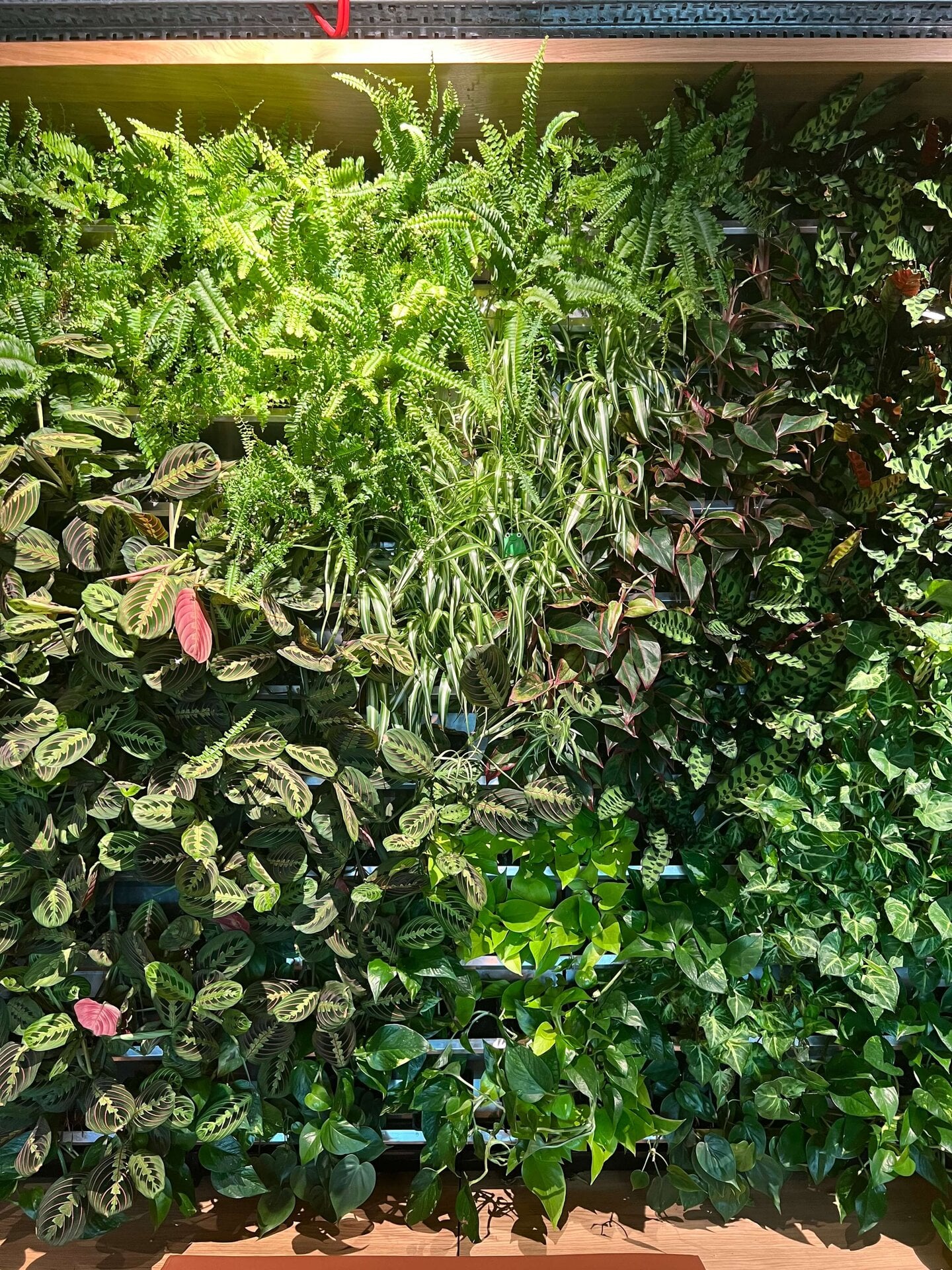 Paddington Cafe Living Wall