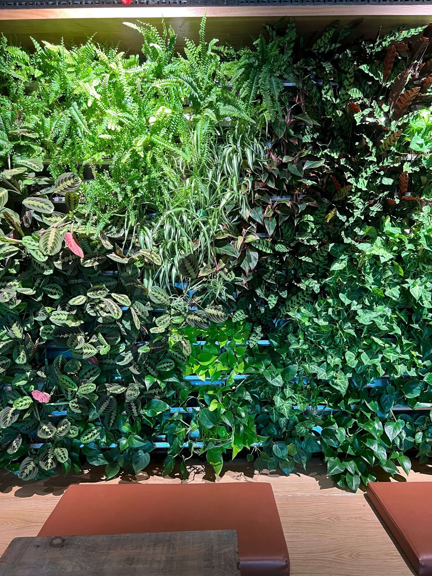 Paddington Cafe Living Wall